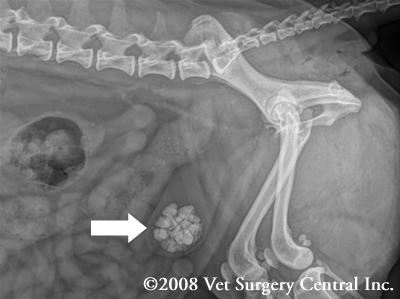 do dogs need surgery for bladder stones