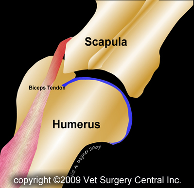 Animal Surgical Center Of Michigan Veterinarian In Flint Mi