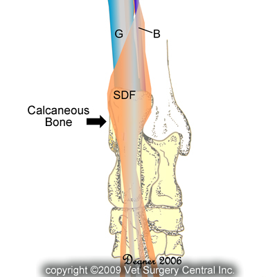 Common calcaneal tendon dog